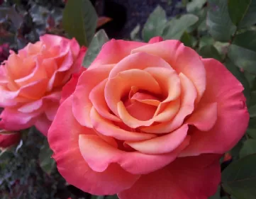 Cultiver des roses floribunda