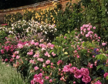 Jardin roses anciennes