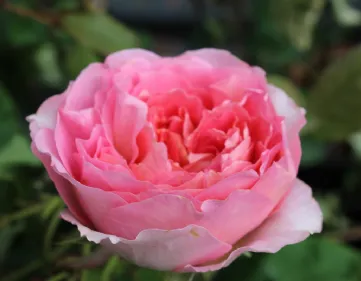 Prendre soin des roses de th頨ybrides