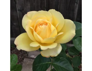 Rose fertilisante