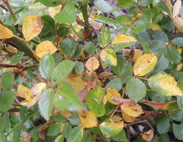Maladies feuilles de rose