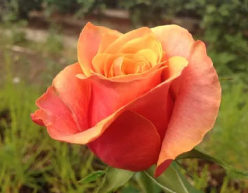 Hybrides de l'eau-de-vie de cerise de thé