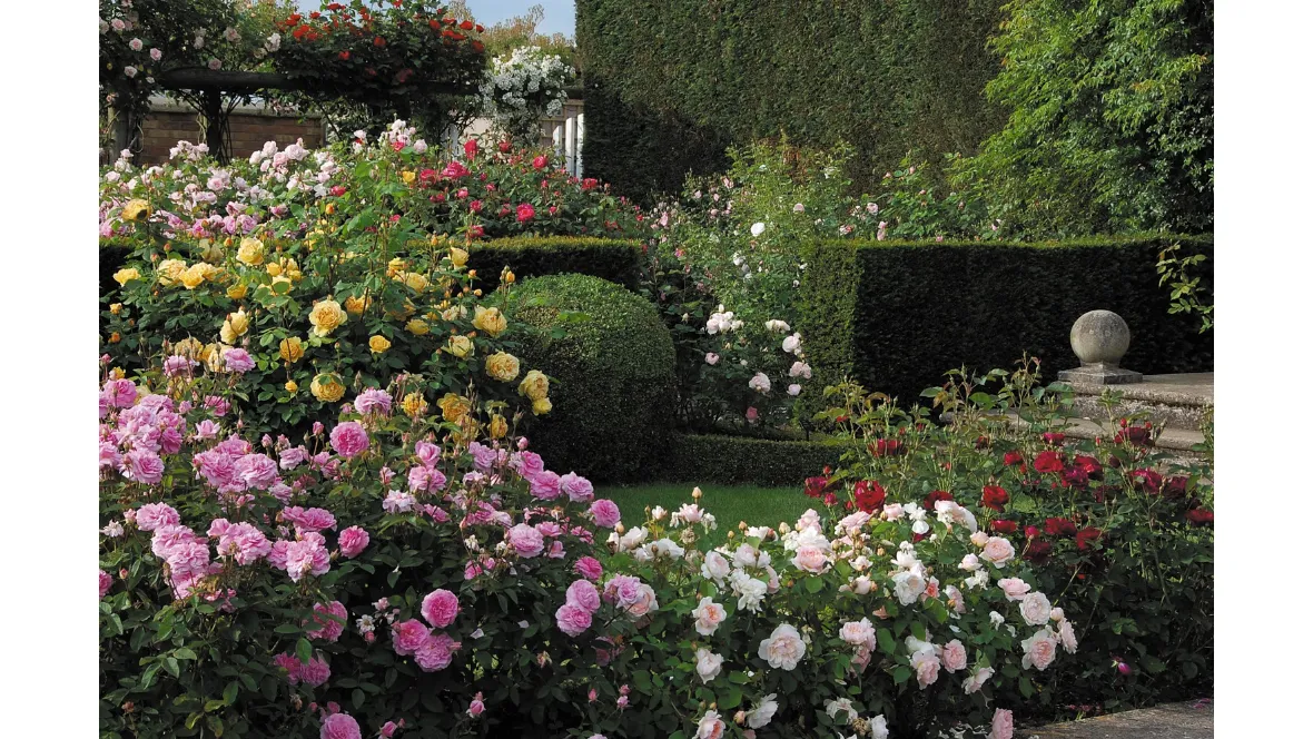 Vente des roses en pot