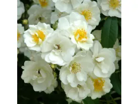 Rambling Rector