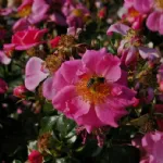 Rose Bienenweide