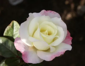 Culture de roses Floribunda