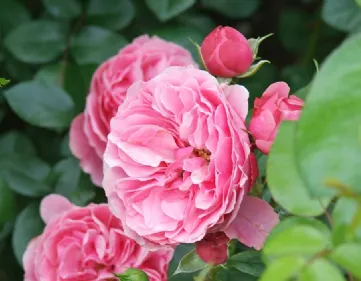 Rose de reproduction gamique