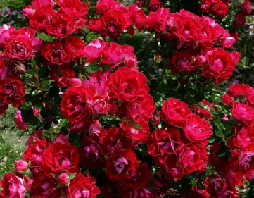 Photo de roses rouges