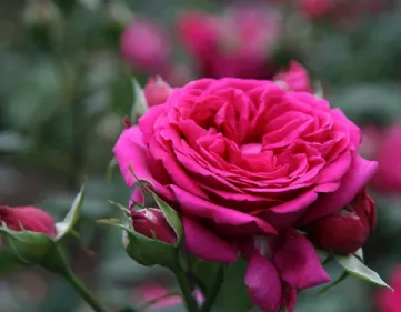 Photo rose