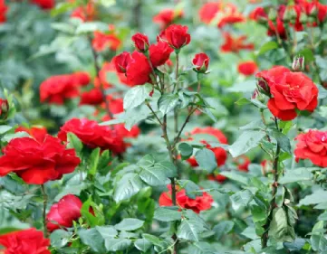 Planter des roses par boutures