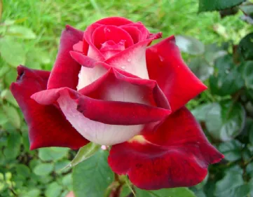 La rose Osiria
