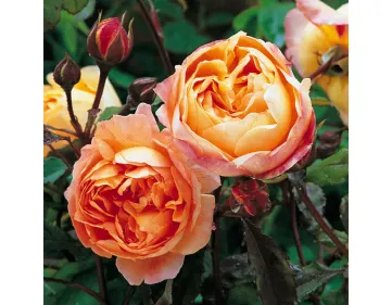 Roses anglaises parfumées Lady Emma Hamilton