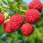 Framboises précoces sans épines