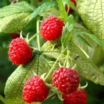 Framboises rouges Remontant