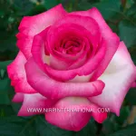 Julia® - Pascal Sevran® - Adalyakces 