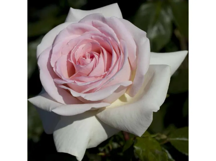 Sécateur manche bois de rose – Le Prince Jardinier