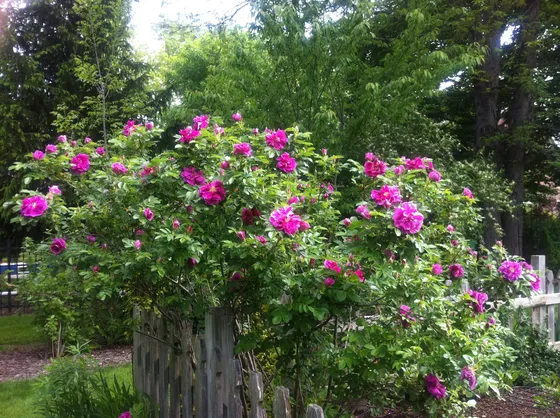 Culture des roses