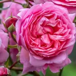 Penelope Lively ® AUSb18a15