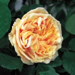 Gloire de Dijon - Old Glory Rose
